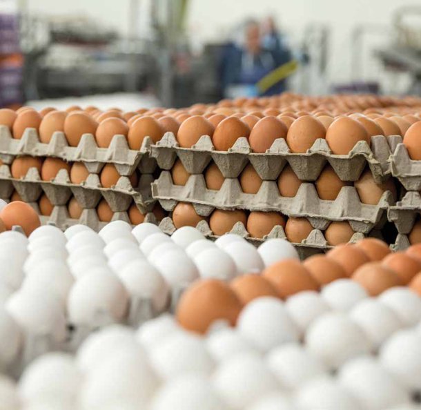 Fresh eggs supplied by local farmers